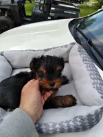 Lacey, a male Yorkshire Terrier for sale in Adairsville, GA – Photo 1 of 3