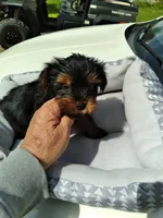 Lacey, a male Yorkshire Terrier for sale in Adairsville, GA – Photo 3 of 3