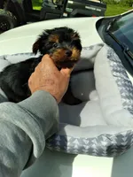 Lacey, a male Yorkshire Terrier for sale in Adairsville, GA – Photo 2 of 3