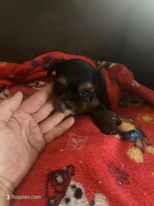 Mississippi – Yorkshire Terrier puppy for sale in Adairsville, GA