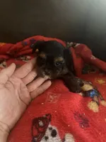 Mississippi, a male Yorkshire Terrier for sale in Adairsville, GA – 1 of 1