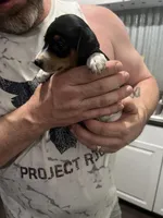 Molly, a female Miniature Pinscher for sale in Palatka, FL – Photo 1 of 4