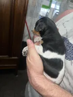 Molly, a female Miniature Pinscher for sale in Palatka, FL – Photo 3 of 4