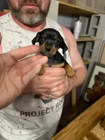 George, a male Miniature Pinscher for sale in Palatka, FL – Photo 1 of 3