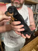 George, a male Miniature Pinscher for sale in Palatka, FL – Photo 3 of 3