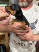 George, a male Miniature Pinscher for sale in Palatka, FL – Photo 2 of 3