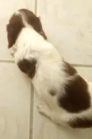 Pepper, a female Miniature Dachshund for sale in Atoka, OK – Photo 2 of 2