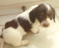 Pepper, a female Miniature Dachshund for sale in Atoka, OK – Photo 1 of 2