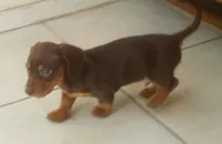 Copper, a male Miniature Dachshund for sale in Atoka, OK – Photo 2 of 2