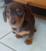 Copper, a male Miniature Dachshund for sale in Atoka, OK – Photo 1 of 2