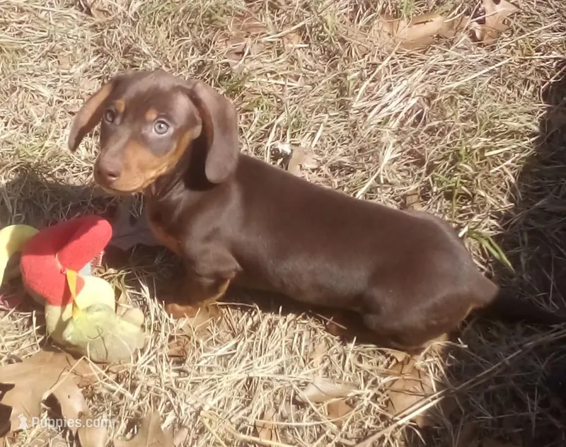 Copper, a male Miniature Dachshund for sale in Atoka, OK – Photo 1 of 1