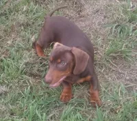 Copper, a male Miniature Dachshund for sale in Atoka, OK – 5 of 5