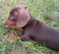 Copper, a male Miniature Dachshund for sale in Atoka, OK – 2 of 5
