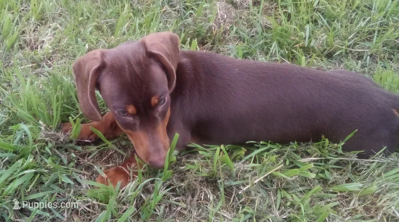 Copper – Miniature Dachshund puppy for sale in Atoka, OK