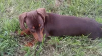 Copper, a male Miniature Dachshund for sale in Atoka, OK – 1 of 5