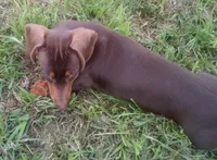 Copper, a male Miniature Dachshund for sale in Atoka, OK – 3 of 5