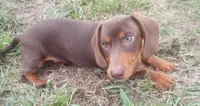 Copper, a male Miniature Dachshund for sale in Atoka, OK – 4 of 5
