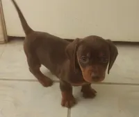 Penny, a female Miniature Dachshund for sale in Atoka, OK – Photo 3 of 3