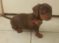 Penny, a female Miniature Dachshund for sale in Atoka, OK – Photo 1 of 3