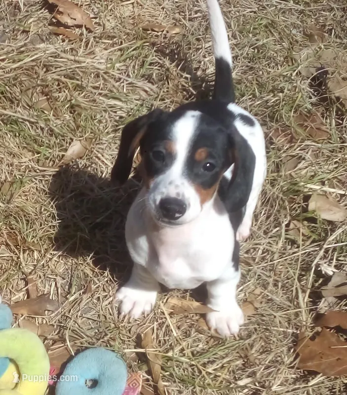Baxter – Miniature Dachshund puppy for sale in Atoka, OK