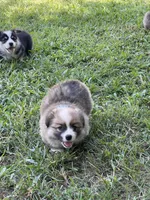 Swiffer, a male Pembroke Welsh Corgi for sale in Hawkinsville, GA – Photo 4 of 7