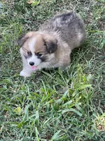 Swiffer, a male Pembroke Welsh Corgi for sale in Hawkinsville, GA – Photo 5 of 7