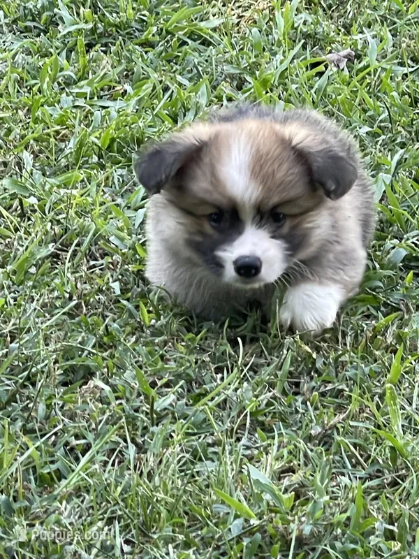 Swiffer, a male Pembroke Welsh Corgi for sale in Hawkinsville, GA – Photo 1 of 7