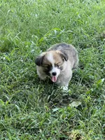 Swiffer, a male Pembroke Welsh Corgi for sale in Hawkinsville, GA – Photo 7 of 7