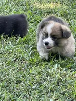 Swiffer, a male Pembroke Welsh Corgi for sale in Hawkinsville, GA – Photo 2 of 7