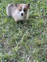 Sassy, a female Pembroke Welsh Corgi for sale in Hawkinsville, GA – Photo 7 of 10
