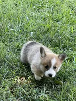Sassy, a female Pembroke Welsh Corgi for sale in Hawkinsville, GA – Photo 6 of 10
