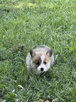 Sassy, a female Pembroke Welsh Corgi for sale in Hawkinsville, GA – Photo 9 of 10