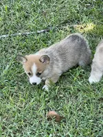 Sassy, a female Pembroke Welsh Corgi for sale in Hawkinsville, GA – Photo 5 of 10