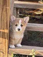Sassy, a female Pembroke Welsh Corgi for sale in Hawkinsville, GA – Photo 1 of 10