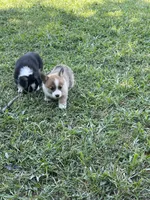 Sassy, a female Pembroke Welsh Corgi for sale in Hawkinsville, GA – Photo 10 of 10