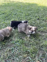 Sassy, a female Pembroke Welsh Corgi for sale in Hawkinsville, GA – Photo 8 of 10