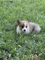 Sassy, a female Pembroke Welsh Corgi for sale in Hawkinsville, GA – Photo 3 of 10