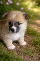 Madeline, a female Pembroke Welsh Corgi for sale in Hawkinsville, GA – Photo 2 of 2