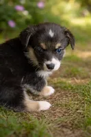 Diamond, a female Pembroke Welsh Corgi for sale in Hawkinsville, GA – Photo 1 of 3