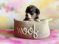 Diamond, a female Pembroke Welsh Corgi for sale in Hawkinsville, GA – Photo 2 of 3