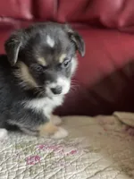 Diamond, a female Pembroke Welsh Corgi for sale in Hawkinsville, GA – Photo 3 of 3