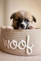 Madeline, a female Pembroke Welsh Corgi for sale in Hawkinsville, GA – Photo 1 of 2