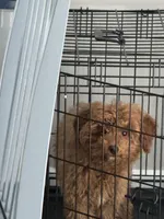 Peaches, a female Poodle - Toy  and Miniature Goldendoodle for sale in Peoria, IL – Photo 8 of 9