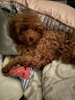 Peaches, a female Poodle - Toy  and Miniature Goldendoodle for sale in Peoria, IL – Photo 5 of 9