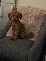 Peaches, a female Poodle - Toy  and Miniature Goldendoodle for sale in Peoria, IL – Photo 3 of 9