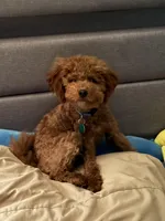 Peaches, a female Poodle - Toy  and Miniature Goldendoodle for sale in Peoria, IL – Photo 1 of 9