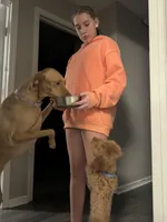 Peaches, a female Poodle - Toy  and Miniature Goldendoodle for sale in Peoria, IL – Photo 9 of 9