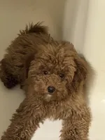 Peaches, a female Poodle - Toy  and Miniature Goldendoodle for sale in Peoria, IL – Photo 7 of 9