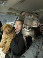 Peaches, a female Poodle - Toy  and Miniature Goldendoodle for sale in Peoria, IL – Photo 2 of 9