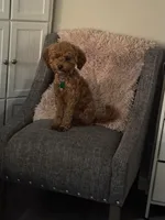 Peaches, a female Poodle - Toy  and Miniature Goldendoodle for sale in Peoria, IL – Photo 4 of 9